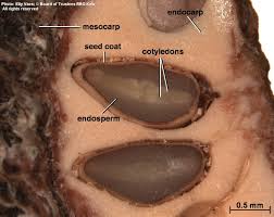 Image result for Grewia rugosifolia