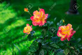 The most common orient express rose material is ceramic. Blooming Pullman Orient Express Roses In The Garden Stock Photo Picture And Royalty Free Image Image 105262263