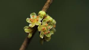 Image result for Inversodicraea