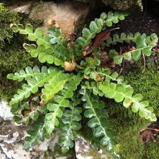 Image result for Asplenium cancellatum
