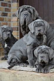 Neapolitan Mastiff Mastiff Dog Breeds Beautiful Dogs Giant Dogs