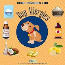 Natural Remedies For Chest Congestion Relief Dog Allergies Remedies Home Remedies For Allergies Dog Allergies