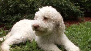 You want an lagotto romagnolo puppy. Dogs 101 Lagotto Romagnolo Video Animal Planet Animal Planet Lagotto Romagnolo Dogs