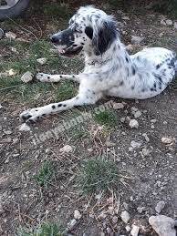 Setter Cinsi Kopegimi Degerinde Sahiplendirecegim