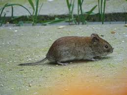 Max tracks down scarce medication after one of his own contracts covid. Rotelmaus Ubertrager In Der Hantaviren Essen West