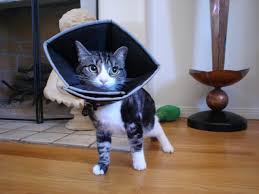 Birds Be Safe Collar All Four Paws Comfy Cone For Cats Click Image To Review More Details This Is An Affiliate Link And I Receive A Commission For The Sal Pets Cats Cool Cats