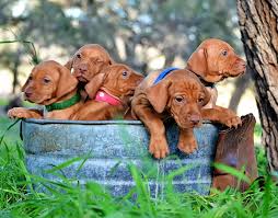 Vizsla puppies, stud service and vizsla rescue dallas vizslas is family owned and operated. Bucket Of Vizsla Pups Culver S Legacy Vizsla Puppies Puppies Vizsla Dogs