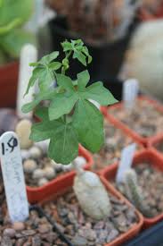 Image result for Kedrostis africana