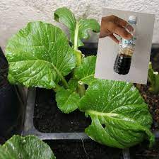 Jenis sayuran ini kadang disebut sebagai daun rucola atau daun rocket, sebab bentuknya yang menyerupai roket. Menghasilkan Baja Organic Plant Booster Untuk Tanaman Dari Bahan Bahan Terbuang Dapur