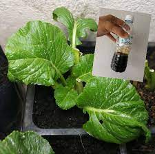 Bercucuk tanam dan menanam tanaman sendiri pasti diminati ramai pemilik rumah yang mementingkan halaman hijau rumah mereka. Menghasilkan Baja Organic Plant Booster Untuk Tanaman Dari Bahan Bahan Terbuang Dapur