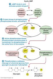 Activation Of The Camp Pathway Biochemistry Medical School Studying Signal Transduction