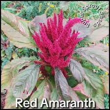 Image result for Amaranthus thunbergii