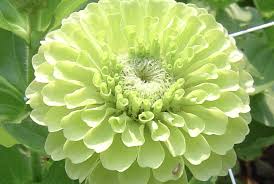 Check spelling or type a new query. Benary Giant Lime Zinnia Premium Garden Seeds Hoss Tools