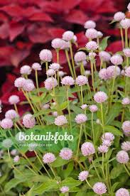 Image result for Gomphrena globosa