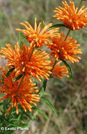 Image result for Leonotis myrothamnifolia