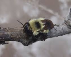 Image result for Bombus semenoviellus