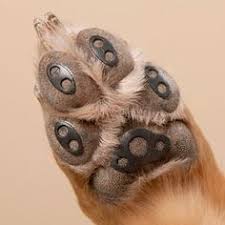 Paw Pads Does Your Dog Slip And Slide On Your Hardwood Or Tile Floors Help Protect Your Sweet Pooch From Potential Injury With These P Paw Pads Dog Paws Pets
