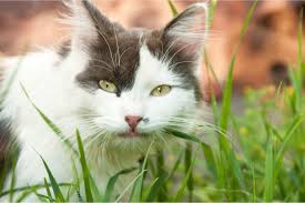 Cat grass is also known as wheat grass and it is eaten by cats for roughage; Why Do Cats Eat Grass We Re All About Cats
