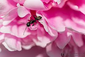 Instagram Photo By Lee Germeroth Jun 20 2016 At 3 08pm Utc Flowers Peony Flower Symbiotic Relationships
