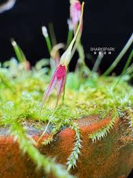 Image result for Cheirostylis lepida