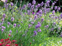 Lavendel Munstead Lavandula Angustifolia Munstead Lavendel Munstead Garten Lavendel Stauden