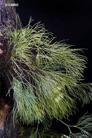 Image result for Psilotrichum