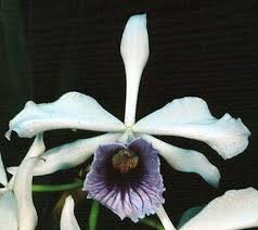 Are christmas cacti poisonous to cats? South Coast Orchid Society