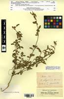 Image result for Sida hoepfneri