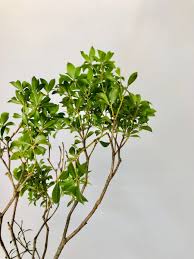 とにかく万能で使い勝手が抜群の枝物 アセビ はなめも 花屋のメモ帳