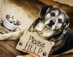 Most homeless pets in shelters are in good health How Can We Help Homeless People Homeless Pets Leon Valley Veterinary Hospital