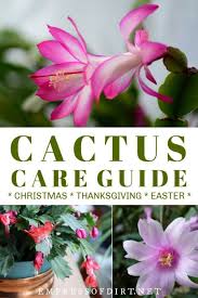 Christmas cactus (aka holiday & thanksgiving cactus) is a very popular blooming plant for the holidays. Christmas Cactus Monthly Care Tips For New Blooms Empress Of Dirt Holiday Cactus Cactus Care Thanksgiving Cactus