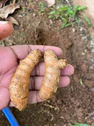 Kandungan di dalam kunyit disebut bermanfaat untuk kesehatan sehingga dapat digolongkan dalam tanaman apotek hidup. Cikgu Ini Ajar Cara Nak Tanam Kunyit 2 Minggu Lebih Dah Boleh Tuai Daun Kunyit Untuk Masak