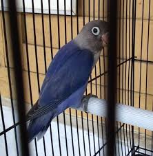 We did not find results for: Lovebird Farm Posts Facebook