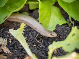 ~ trug ~ schleicht ihnen eine blindschleiche über den weg, macht sie sie auf trügerische gefühle, gedanken oder lebensumstände aufmerksam. Noch Ein Gast Im Garten Eine Blindschleiche Friedrichs Gartenjahr Aussaen Pflanzen Giessen Und Geniessen