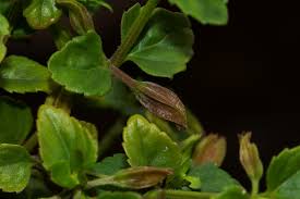 Image result for Torenia thouarsii