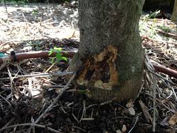 The cause of this gnarled bark on trunks is. Forum Splitting Bark On Lime Tree