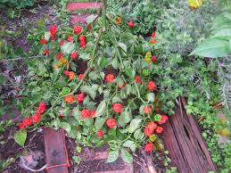 On the scovil rating it is a eye watering 2.2 million. Carolina Reaper Diary Part 2