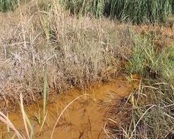 Image result for Limosella maior