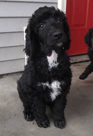 Black And White Standard Poodle Puppies For Sale Clark Black Standard Poodle Puppy 8 Weeks Old Poodle Puppy Cute Dogs Poodle Puppy Standard