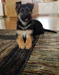 14 hrs · brainerd, mn ·. German Shepherd Dog Puppy For Sale In Cokato Mn Adn 56028 On Puppyfinder Com Gender Female Age 8 We German Shepherd Dogs Dog Brain German Shepherd Puppies
