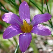 Image result for Romulea