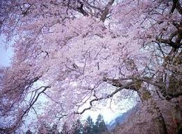 Cerisiers En Fleurs Au Japon Quand Partir Vivre Le Japon Com