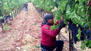 Aqui Les Comparto Este Video Cuando Nosotro Andsbamos Piscando Uva En Santa Rosa California Like Youtube