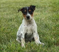 Dog Finder Adopt A Dog Or Cat Near You Dogtime Jack Russell Cattle Dogs Mix Dog Adoption