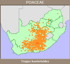 Image result for Tragus koelerioides