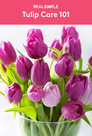 How To Care For Tulips Tulip Care Growing Tulips Planting Tulips