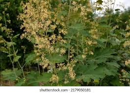Image result for Macleaya