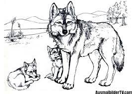 Ausmalbilder wolf malvorlagen kostenlos zum ausdrucken. Wolf Ausmalbild Puppy Coloring Pages Wolf Colors Animal Coloring Pages