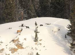 Climber Rescued Cited In Yellowstone State Regional Billingsgazette Com