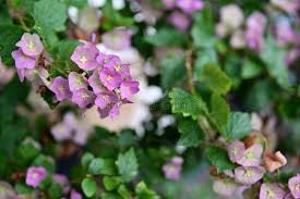 Image result for Karomia